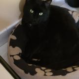 Picture of cat lost at Sainte Anne Sur Brivet