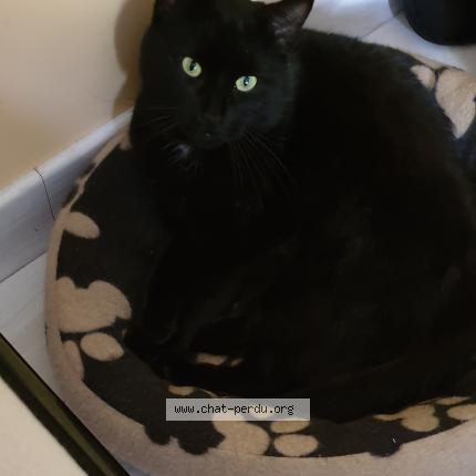 Photo 1/1 FRIDAY Chat lost in Sainte anne sur brivet