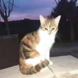 Picture of cat lost at Lancon Provence