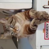 Picture of cat lost at Tourcoing