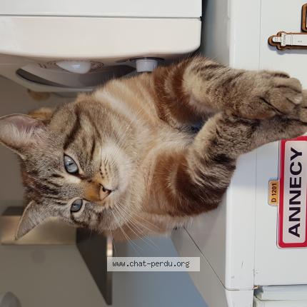 Photo 1/1 Maurice Chat lost in Tourcoing