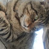 Picture of cat lost at Matzenheim