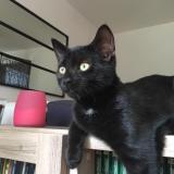 Picture of cat lost at Caluire Et Cuire