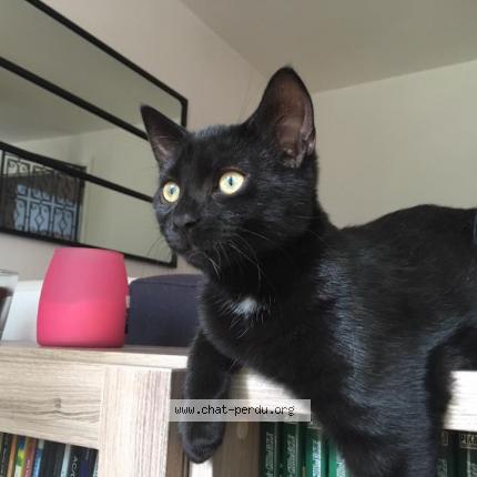 Photo 1/1 Neko Chat lost in Caluire et cuire