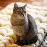 Picture of cat lost at Cleguer