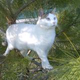 Picture of cat lost at Allauch