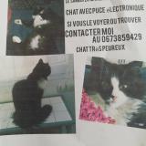 Picture of cat lost at Rochefort Sur Mer