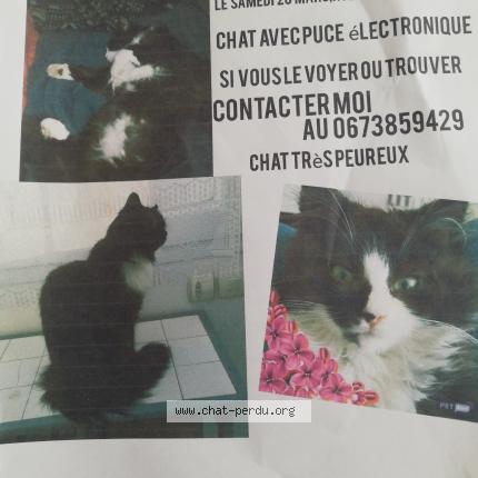 Photo 1/1 Marley Chat lost in Rochefort sur mer