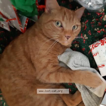 lost cat scarborough