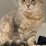 Picture of cat lost at Poussan