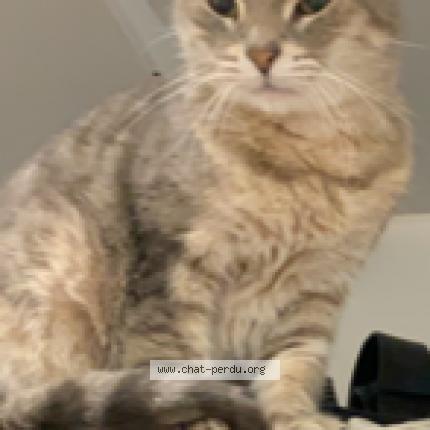 Photo 1/1 Cimba Chat lost in Poussan