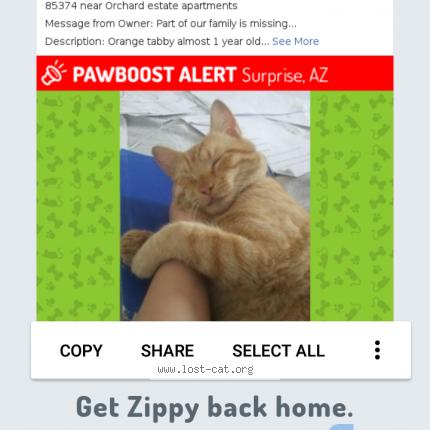512326 L Lost Cat In Surprise Lost Cat United States