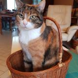 Picture of cat lost at Brie