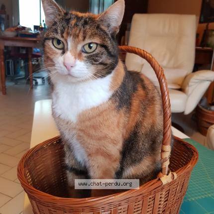 Photo 1/1 MINOUCHKA OU NOUCHKA Chat lost in Brie