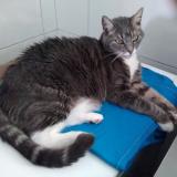 Picture of cat lost at Paimboeuf