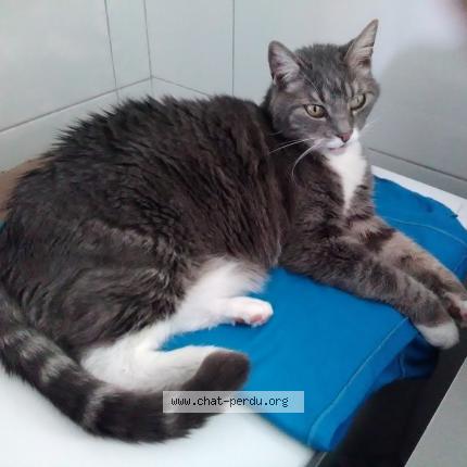 Photo 1/1 Pupuce Chat lost in Paimboeuf