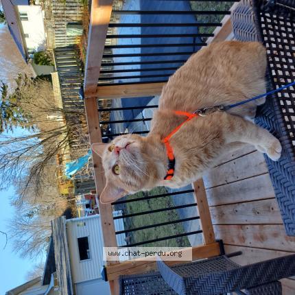 514355 Gaufre Lost Cat In Candiac Lost Cat Canada