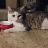 Picture of cat lost at Monteux