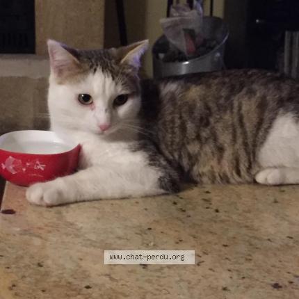 Photo 1/1 RAMSES Chat lost in Monteux