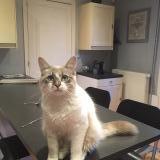 Picture of cat lost at Toulouse