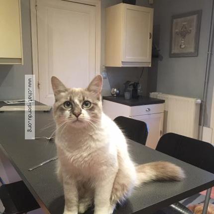 Photo 1/1 Plumeo Chat lost in Toulouse