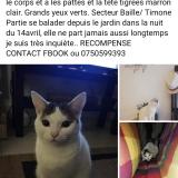 Picture of cat lost at Marseille