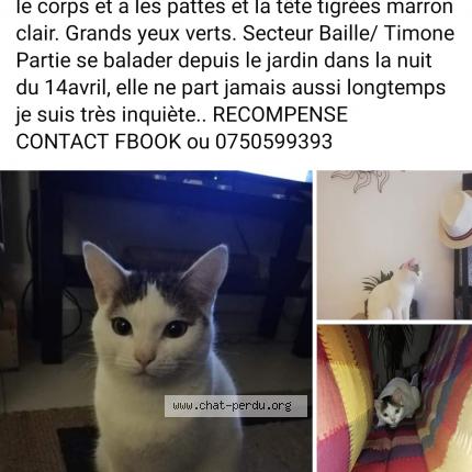 Photo 1/1 Douya Chat lost in Marseille