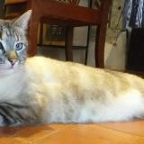 Picture of cat lost at Chemille Sur Deme