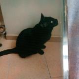 Picture of cat lost at Saint Thomas De Courceriers