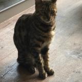 Picture of cat lost at Lesigny