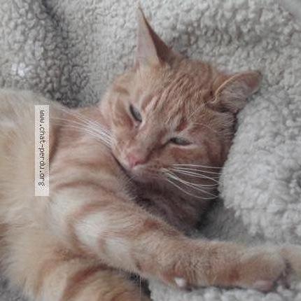 Photo 1/1 Fringalet Chat lost in Avignon