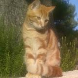 Picture of cat lost at Marseille