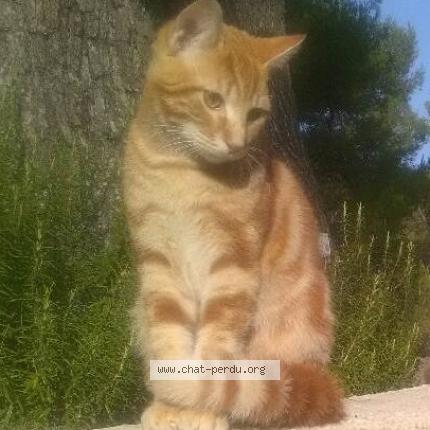 Photo 1/1 caramel Chat lost in Marseille
