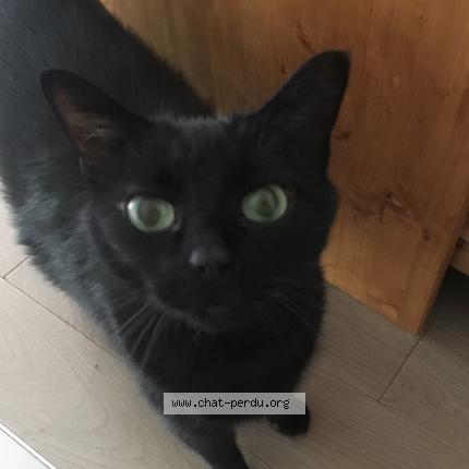 Photo 1/1 Dora Chat lost in Rueil malmaison