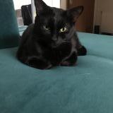 Picture of cat lost at Biarritz