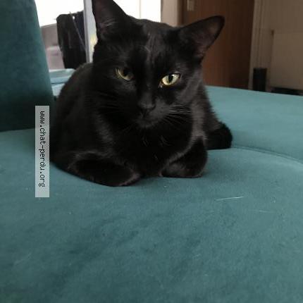 Photo 1/1 Stella Chat lost in Biarritz