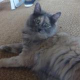 Picture of cat lost at Coutances