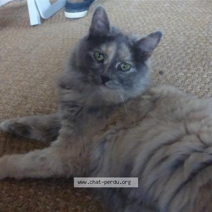 Photo 1/1 MILA Chat lost in Coutances