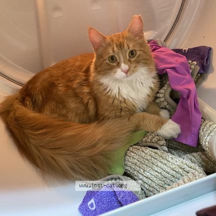 516154 Filbert Lost Cat In Desert Shores Las Vegas Lost Cat