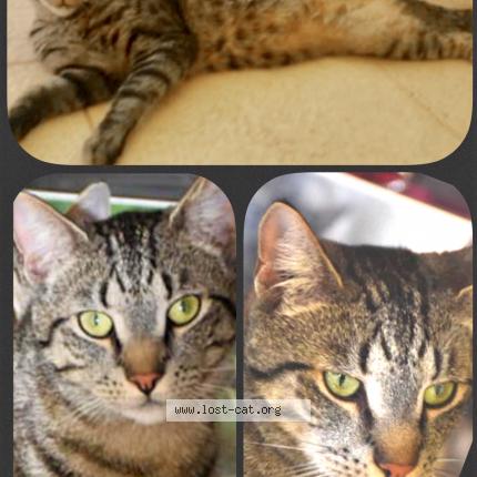 516182 Missy Lost Cat In Perth Lost Cat Australia
