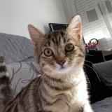 Picture of cat lost at Paris