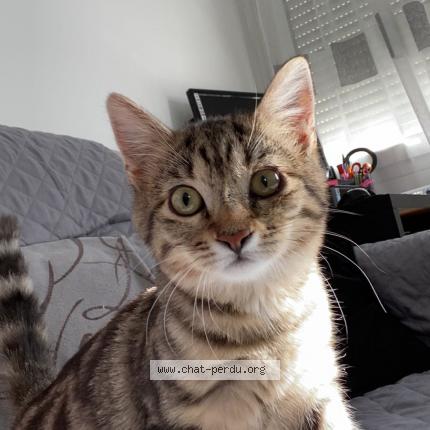 Photo 1/1 Shana Chat lost in Paris