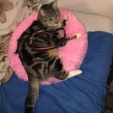 Picture of cat lost at Pusignan