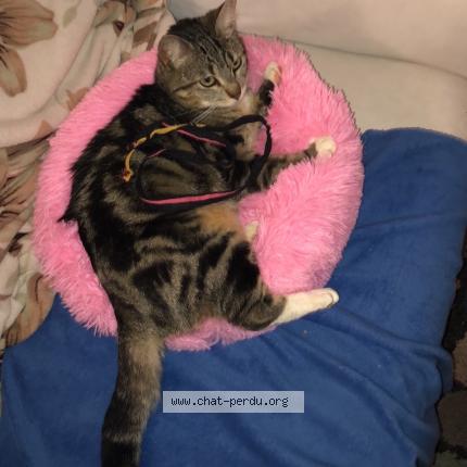 Photo 1/1 Nala Chat lost in Pusignan