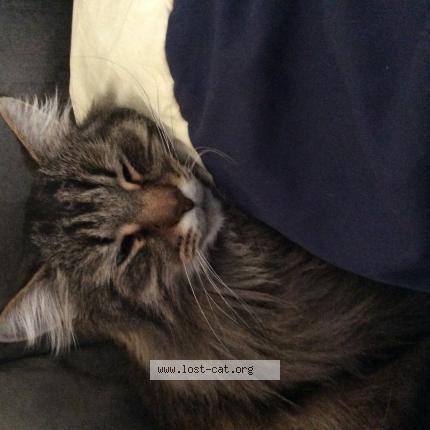 517502 Meme Lost Cat In Lethbridge Lost Cat Canada