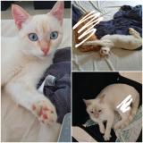 Picture of cat lost at Riez