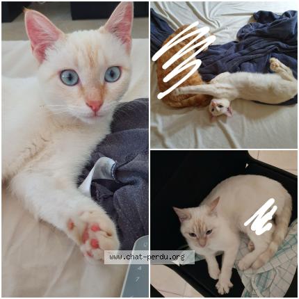 Photo 1/1 Loki Chat lost in Riez