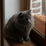 Picture of cat lost at Mouvaux