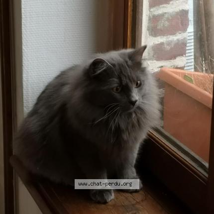 Photo 1/1 LILO Chat lost in Mouvaux