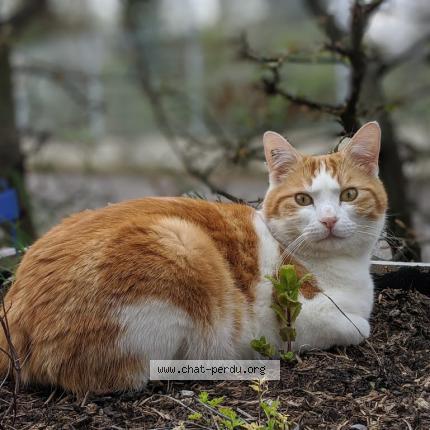 Photo 1/1 Caramel Chat lost in Maizieres les metz